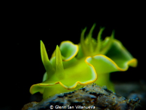 This is a photo of a nudibranch, Diversidoris Crocea. Tak... by Glenn Ian Villanueva 